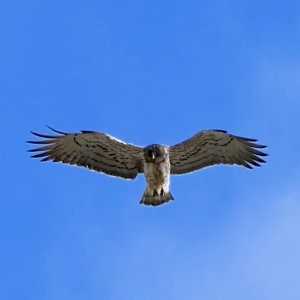 Adelaar boven berglandschap bij Alicante stad