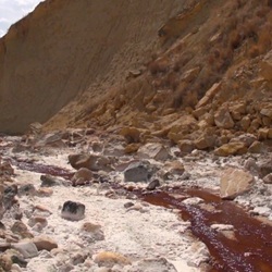 Iberische steenbok bij Albatera