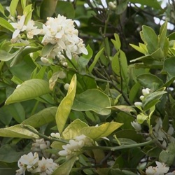 Uitzicht op natuur bij Benejúzar met citrus en heuvels