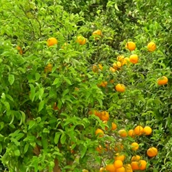 Rivier de Segura in Benijófar