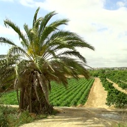 Uitzicht over Benijófar