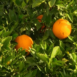 Sierra de Orihuela bij Bigastro