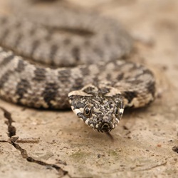 Cactus en bloemen in Catral