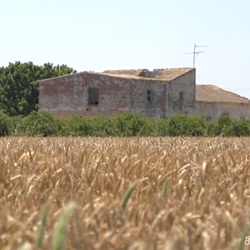 Natuur bij Dolores met citrusvelden