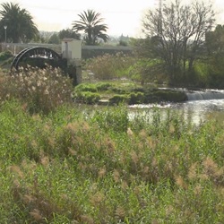 Citrusvelden in Formentera