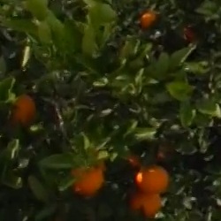 Wetlands bij Formentera