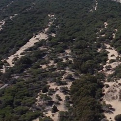Zandduinen en dennenbos in Guardamar