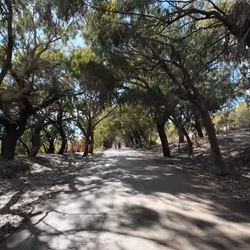 Kleurrijk dennenbos in Guardamar