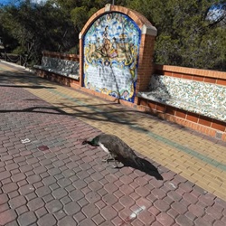 Dennenbos Parque Alfonso XIII