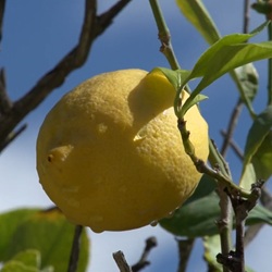 Centrum van Redován