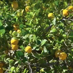 Landschap met amandelbomen bij San Miguel de Salinas