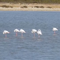 Parque Natural de las Salinas de Santa Pola, zoutvlaktes met flamingo's