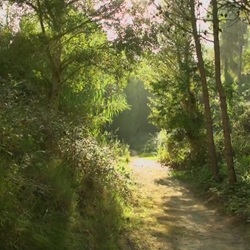 Steenbok in Sierra de Mariola