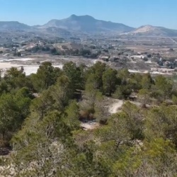 Amandelbomen in bloei rond Aspe