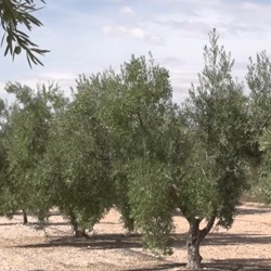 Zilvergrijze olijfboom in Hondón de las Nieves