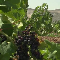 Wilde bloemen en vlinders in Hondón de las Nieves