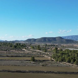 Typische flora bij Monóvar