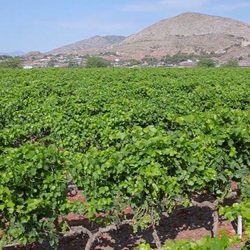 Lokale markt in Novelda