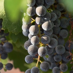 Gezicht op Pinoso met wijngaarden