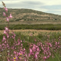 Sierra de la Pila met dennenbos