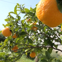 Rivierbedding van de Girona