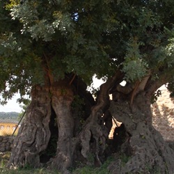 Zicht op dorpskern van Gata de Gorgos