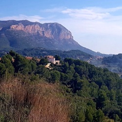 Carobboom bij Pedreguer