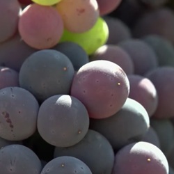 Wijngaarden en bloeiende planten in Xaló