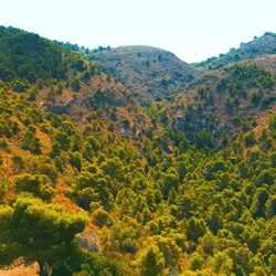 Vegetatie op de hellingen van de Puig Campana Vegetatie op de hellingen van de Puig Campana