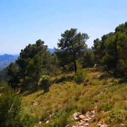Vallei van Montnegre Zomerse boomgaard in Montnegre