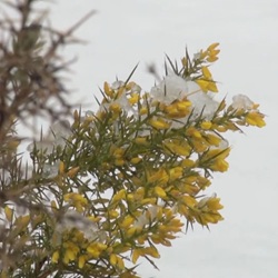 Wildleven rond Banyeres de Mariola Everzwijn in de bergen bij Banyeres